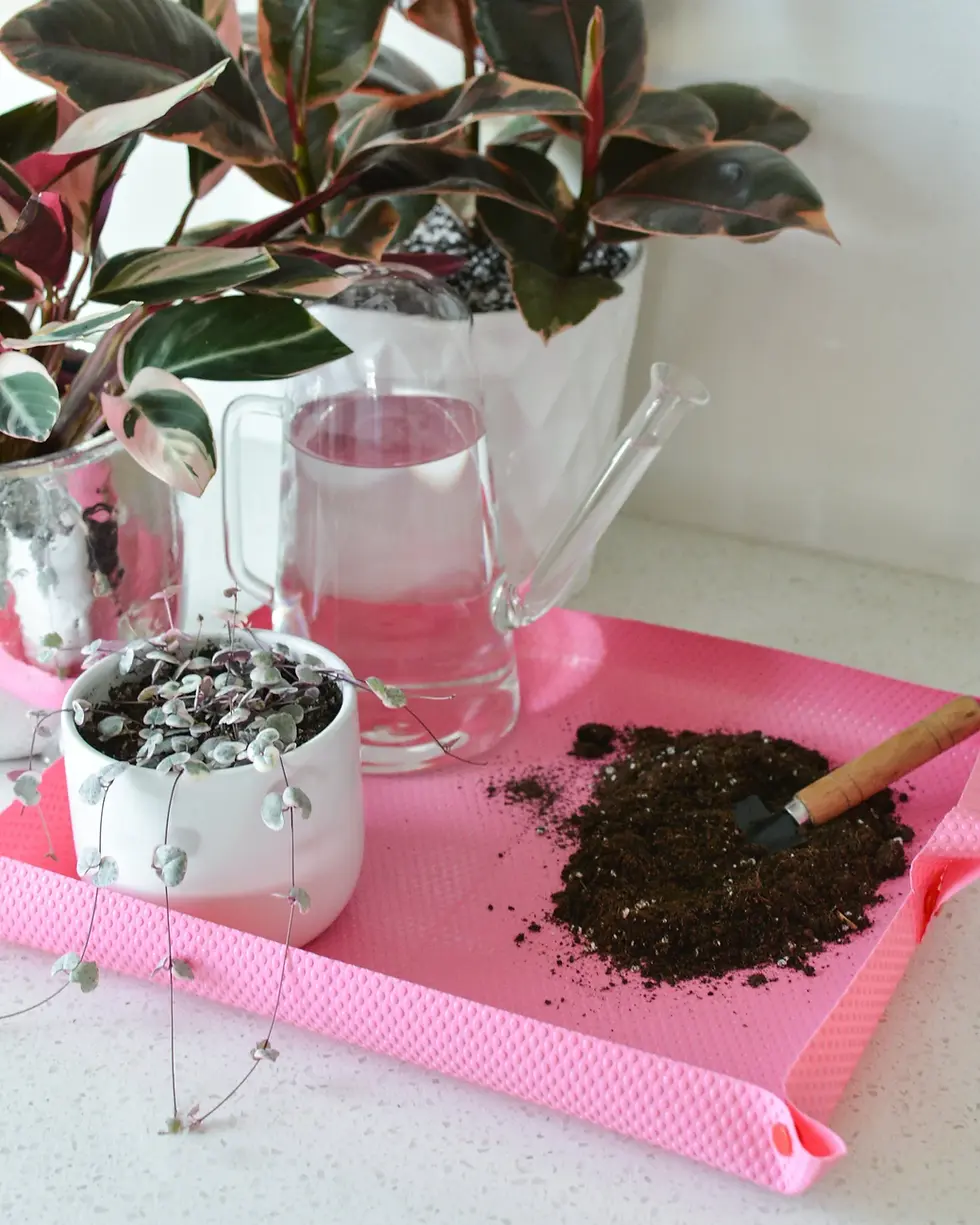 Spring Repotting Day