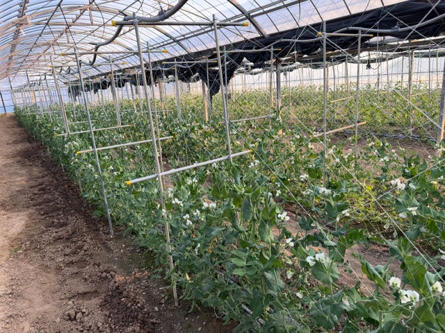 スナップエンドウの収穫時期