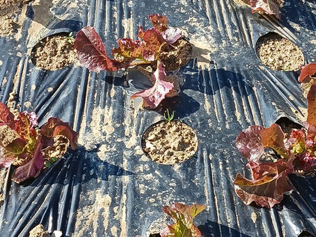 寒くても元気に育っています!