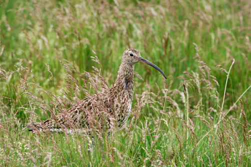 Curlew, photo: Lorne Gill/ NatureScot
