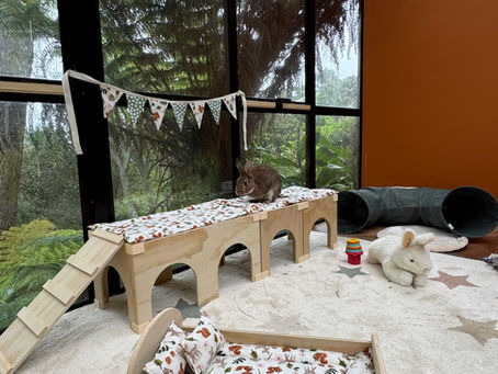 How to Set Up the Perfect Indoor Bunny Habitat