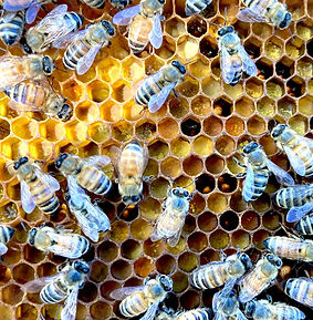 Bees.jpg
