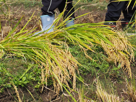 のし餅(早野産もち米使用)販売のお知らせ