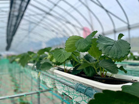 さよなら「もういっこ」「とちおとめ」