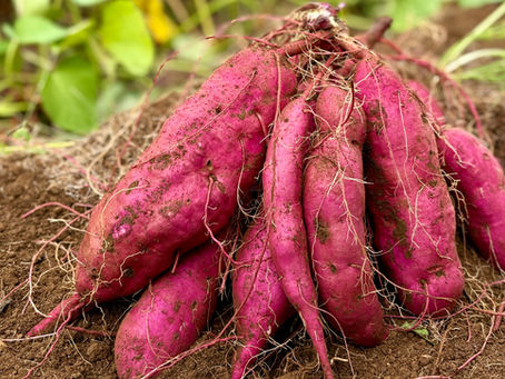 【追加開催のお知らせ】さつまいも収穫体験