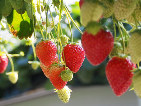 【園主Blog】今シーズンもありがとうございました