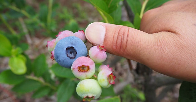 生産者インタビュー ブルーベリー 長瀬 敏之さん 生産者インタビュー ブルーベリー 長瀬 敏之さん