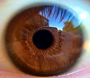 Brown Eye Closeup