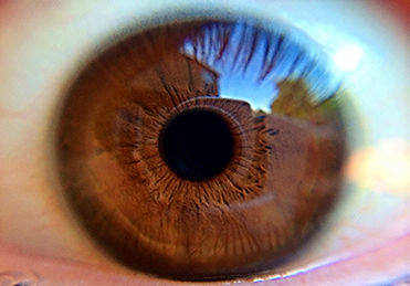 Brown Eye Closeup