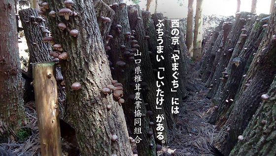 (しいたけ) 60周年記念銀貨【山口・兵庫】 aa-8701_0318_kyt4.jpg