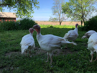 IMG_8004.jpeg