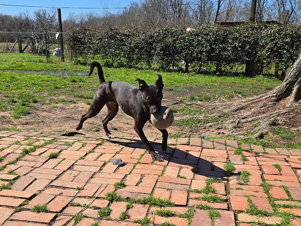 A dog feeling comfortable and confident