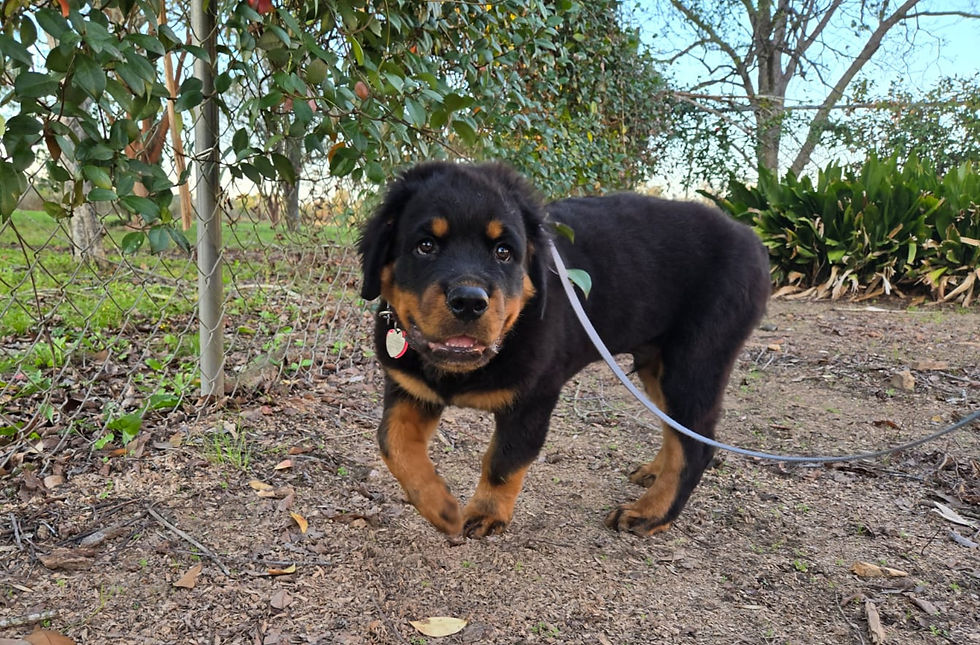 rottweiler walking outside