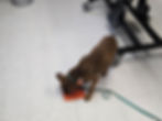 Dog enjoying enrichment in vet officie