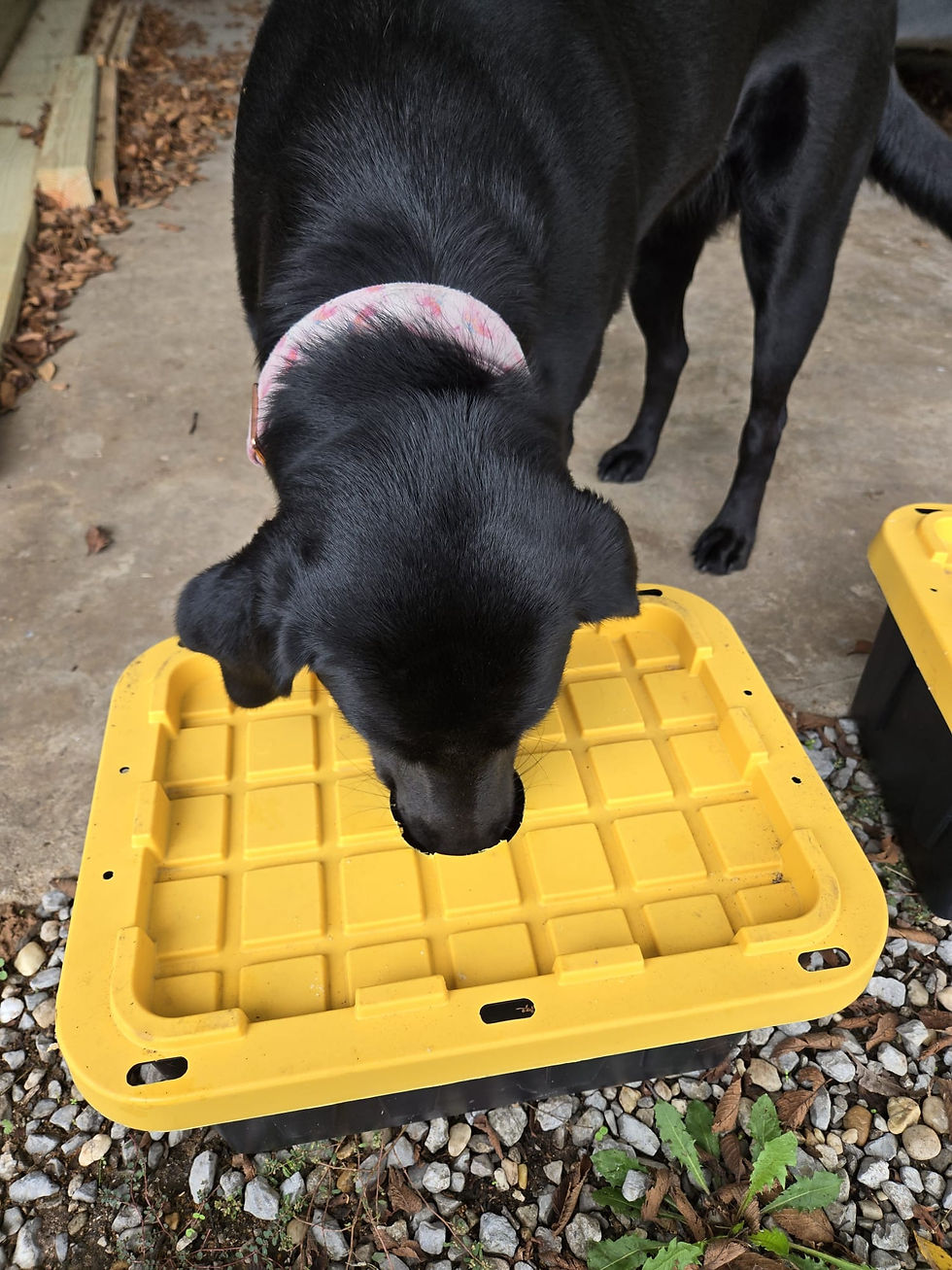 Labrador doing scent enrichment