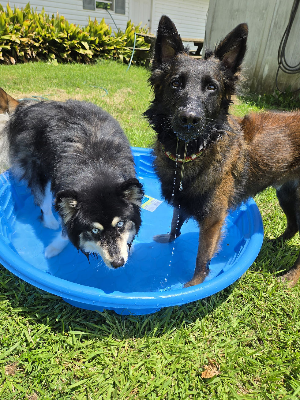 Dogs having fun in the pool