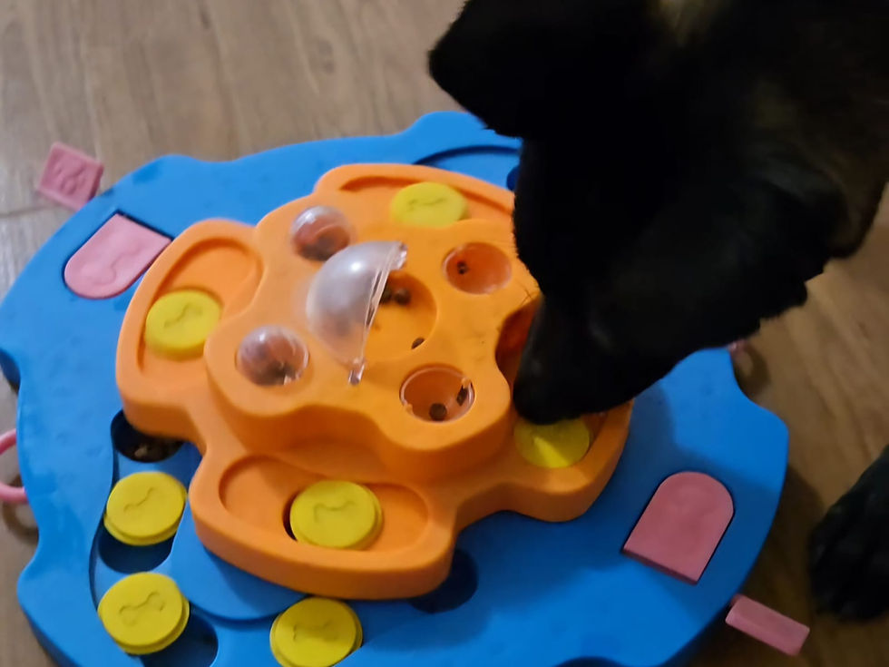 a dog doing enrichment
