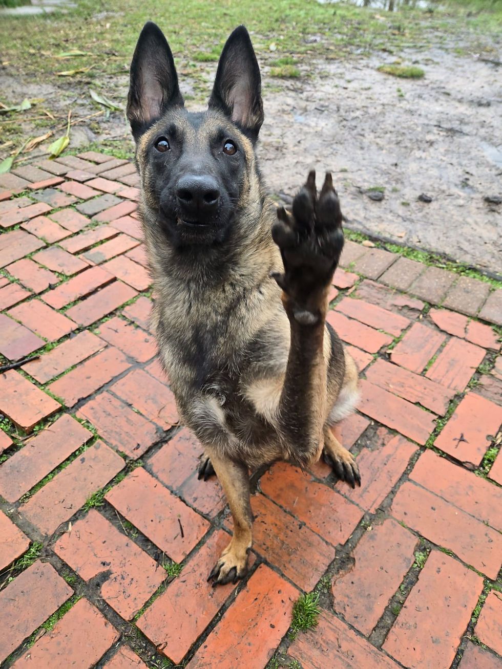 malinois waiving at the camera with fun tricks