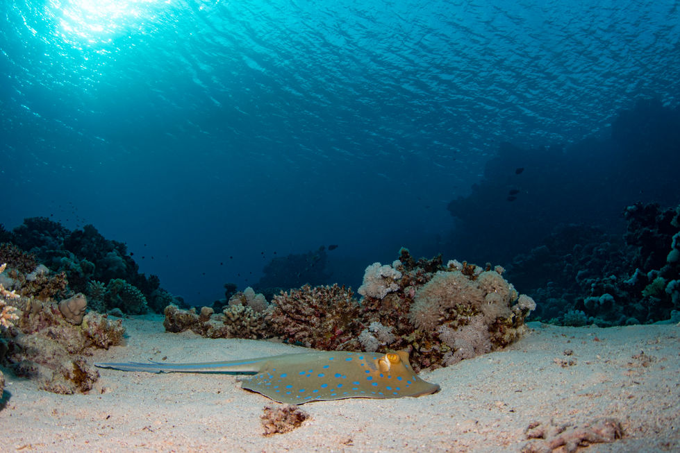 Enchanting Beauty of Blue Spotted Ray