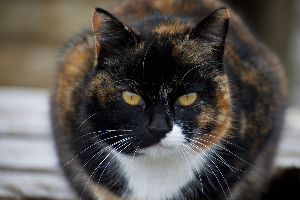 DSC_0224.jpeg