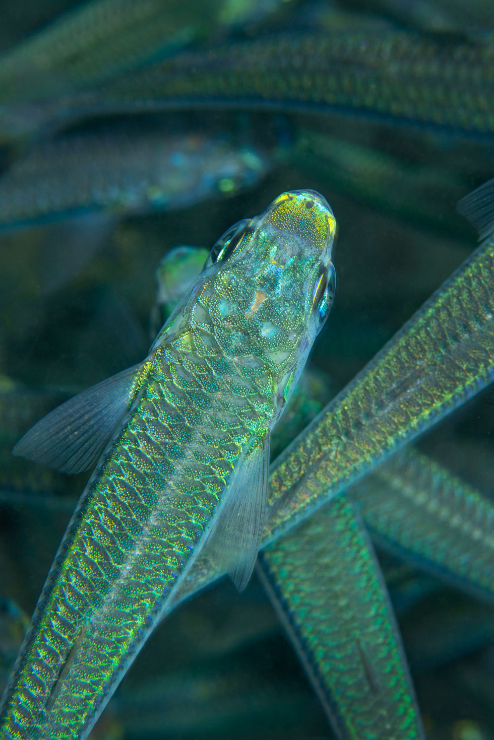 Green Jewel of the Sea- A Top-Down Macro View