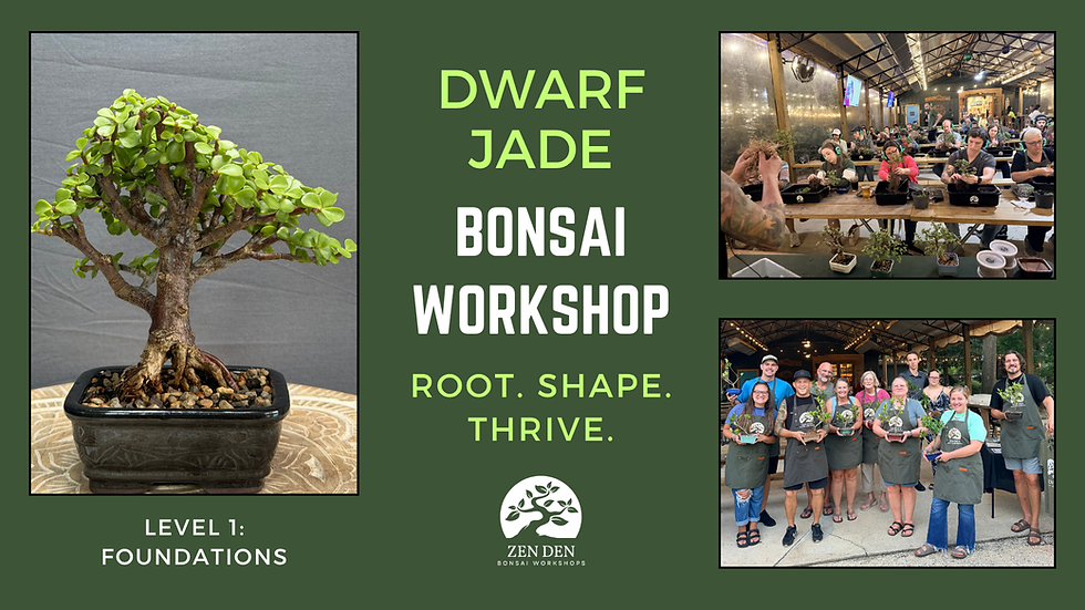 Dwarf Jade Bonsai Workshop: Gary's, Pensacola