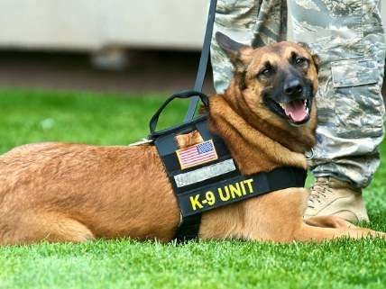 K9