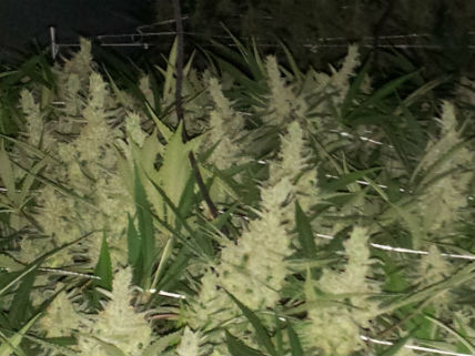 9th Circuit Says Feds May Not Prosecute State-Legal Medical Marijuana Suppliers