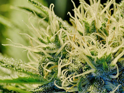 British Regulator Declares Cannabis Compound a Medicine