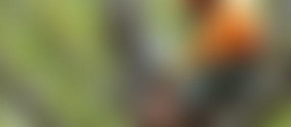 The Hidden Dangers of Hiring Uninsured, Unbonded Tree Cutters-Why Saving a Few Dollars Could Cost You Thousands