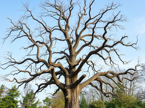 Top 7 Signs Your Tree Needs Professional Removal in Alabama or the Florida Panhandle