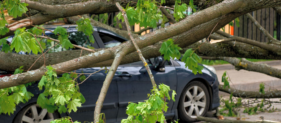 A Tree Fell On My Car! Expensive Insurance Problems-What Next?