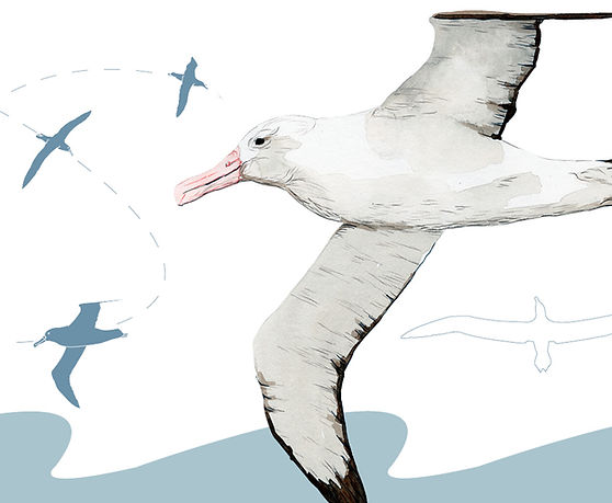 Der Weg der Voegel, Albatros