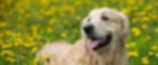 Header-Golden-Retriever-in-Flowers_edited.jpg