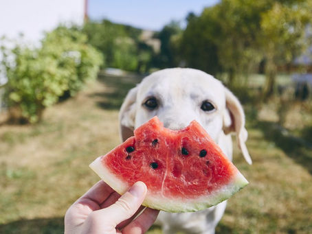 Can my dog eat that?