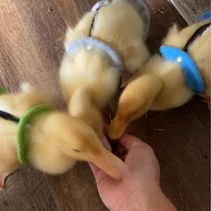 Thumbnail: DUCKLING DIAPERS