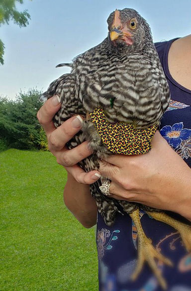 Thumbnail: CROP BRA/ CROP TRUSS