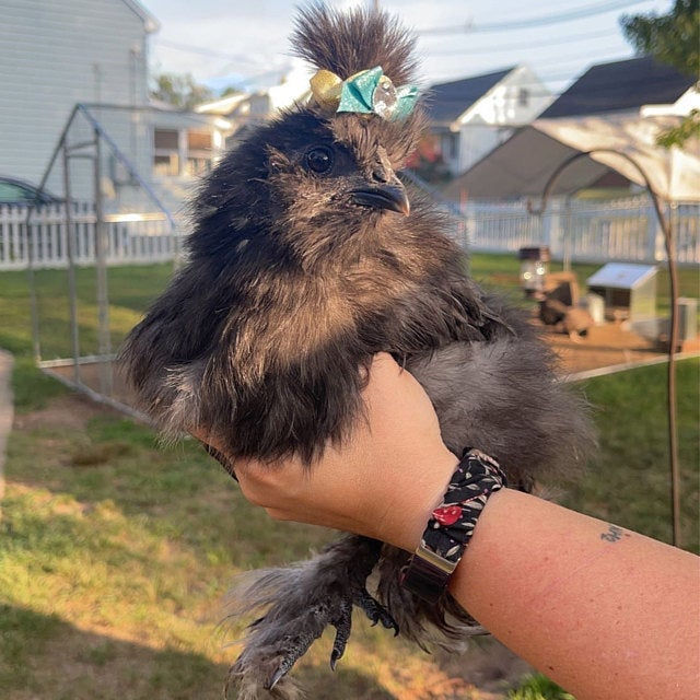 Thumbnail: HEADBANDS FOR SILKIES