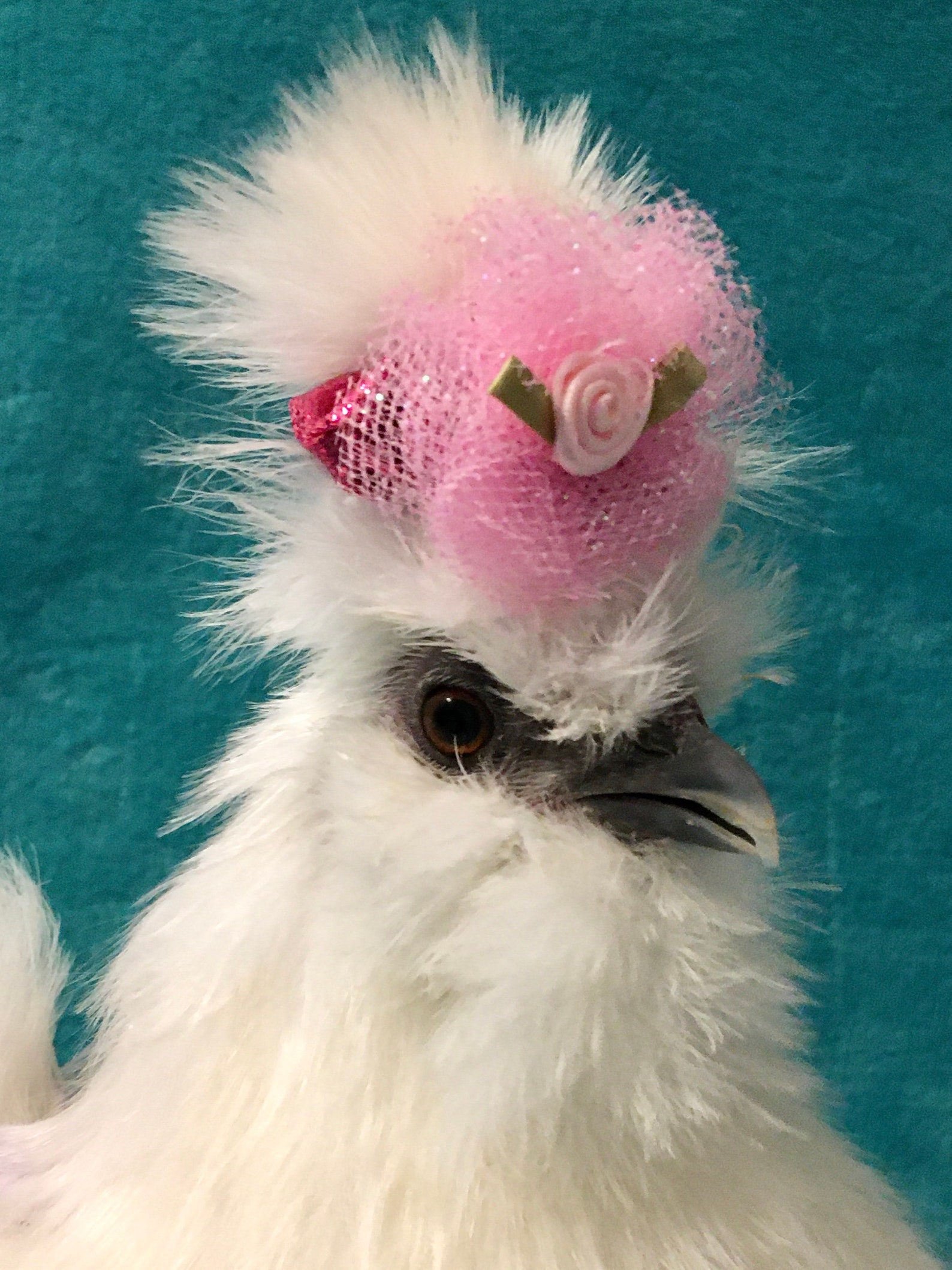 HEADBANDS FOR SILKIES