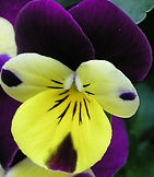 Pansy1.jpg