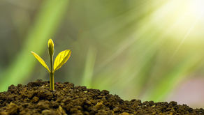 Lighten, Awaken, Realign: Late Spring Ayurvedic Tips