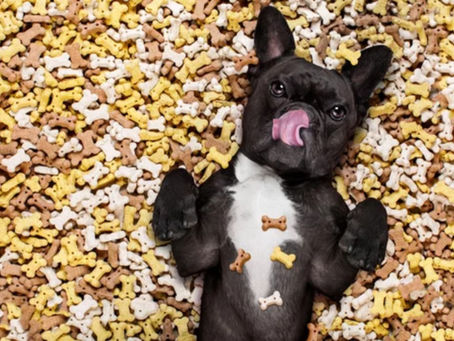 Importance of Nutrition for your Pet