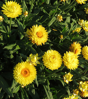 Xerochrysum-bracteatum-Granvia-Gold-002.jpg