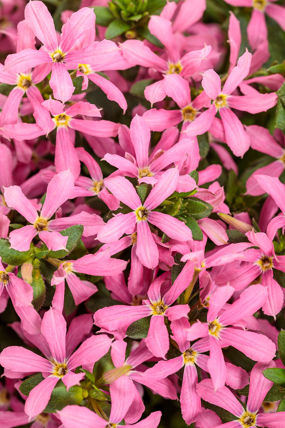 Star Tiara Pink Wins Japan Flower of the Year 2025 Grand Prize
