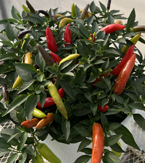 Firebolt.png
