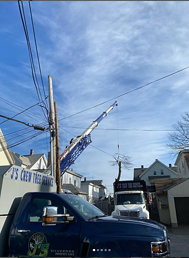 Tree Removal Services