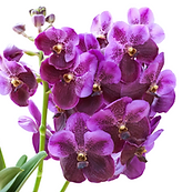 image1-9-2.png