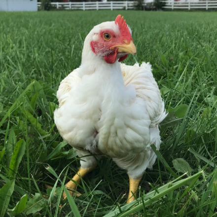 chicken.gif