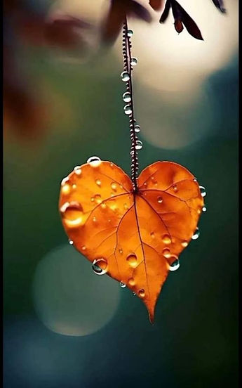 beauty orange.jpg