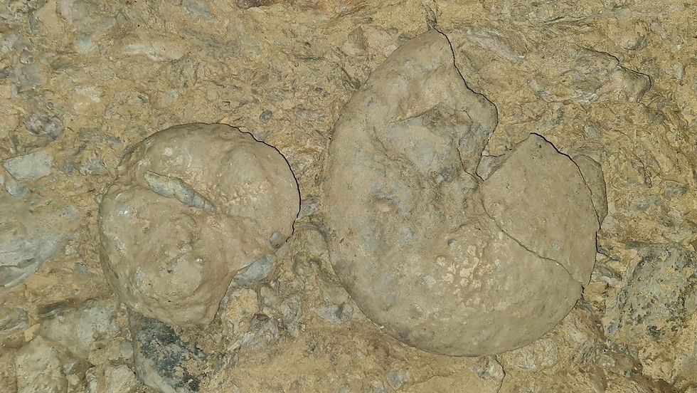 Descubrimiento de dos fósiles de amonites en la Caverna "Lagarto" en Archidona Napo, revelando la presencia de vida marina en la región en tiempos antiguos
